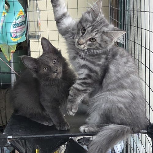 Chatons norvégiens loof #3