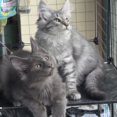 Chatons norvégiens loof #0