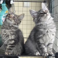 Chatons norvégiens loof #1