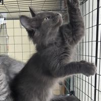 Chatons norvégiens loof #2
