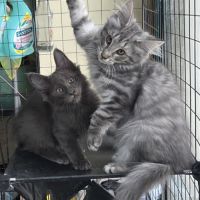 Chatons norvégiens loof #3