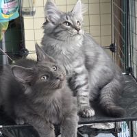 Chatons norvégiens loof