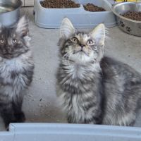 Chatons norvégiens loof #5
