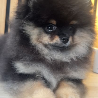 Adorable femelle spitz poméranien #2