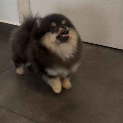 Adorable femelle spitz poméranien #3