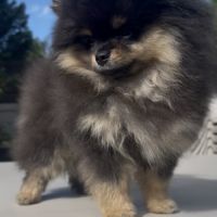 Adorable femelle spitz poméranien