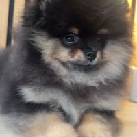 Adorable femelle spitz poméranien #2