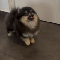 Adorable femelle spitz poméranien #3