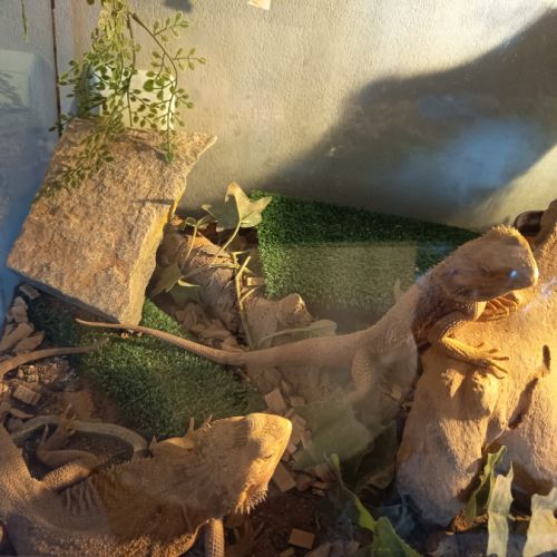 Terrarium et petits habitants