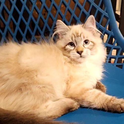 Chaton sibérien #0