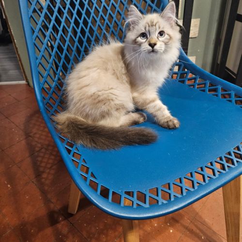 Chaton sibérien #2