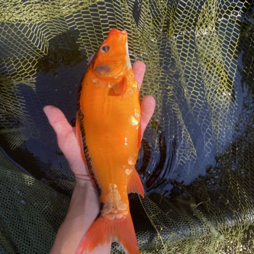 Carpe koi 35cm #1