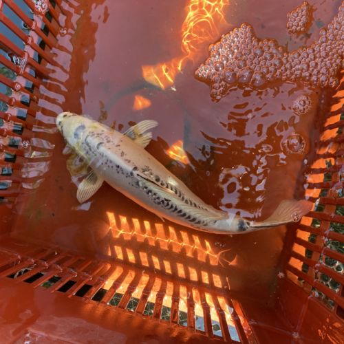 Carpe koi 35cm