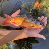 Carpe koi 35cm #2