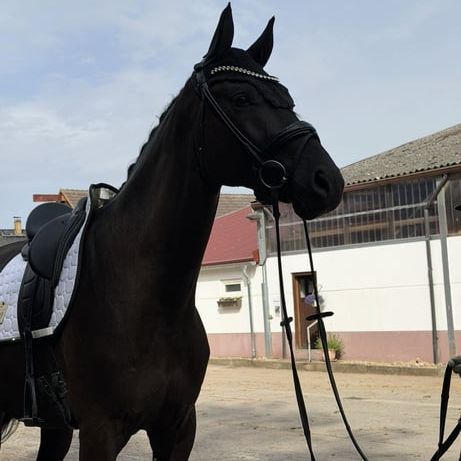 Un hongre frison de 8 ans à adopter