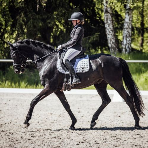 Un hongre frison de 8 ans à adopter #2