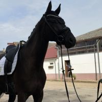 Un hongre frison de 8 ans à adopter