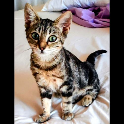Lilou, adorable chaton à l'adoption #0