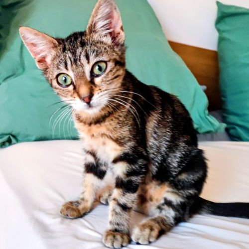 Lilou, adorable chaton à l'adoption #2