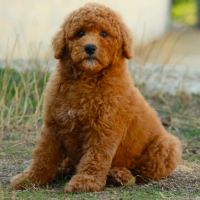 Disponibles de suite chiots grand caniche