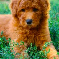 Disponibles de suite chiots grand caniche #2