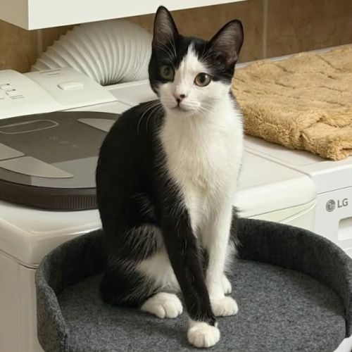Naya, jeune chatte à l'adoption #1