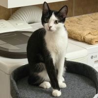 Naya, jeune chatte à l'adoption #1