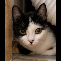 Naya, jeune chatte à l'adoption