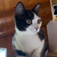 Naya, jeune chatte à l'adoption #3