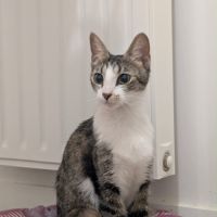 Séréna une douce compagne à 4 pattes