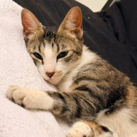 Séréna une douce compagne à 4 pattes #3