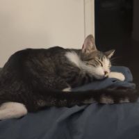 Séréna une douce compagne à 4 pattes #5