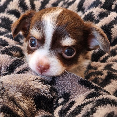 Chihuahuas poils longs #2