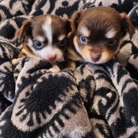 Chihuahuas poils longs