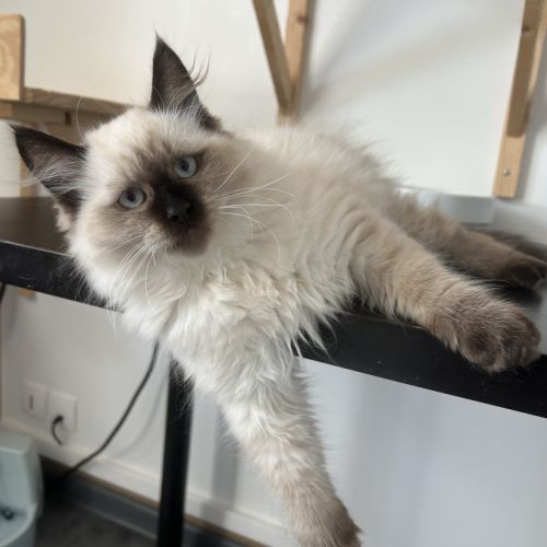 Chaton sibérien loof #5