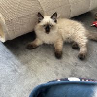 Chaton sibérien loof