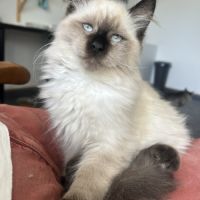 Chaton sibérien loof #2