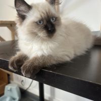 Chaton sibérien loof #3