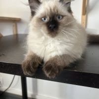Chaton sibérien loof #4