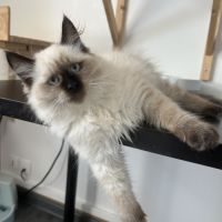 Chaton sibérien loof #5