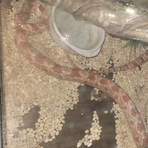 Serpent des blés à adopter #0