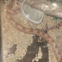 Serpent des blés à adopter