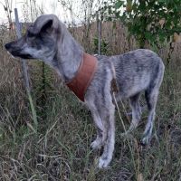 Crina abandonnée bébé en roumanie #2