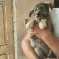 Crina abandonnée bébé en roumanie