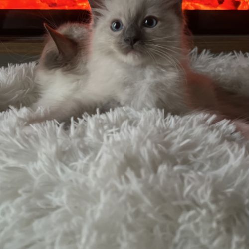 Chatons ragdoll #1