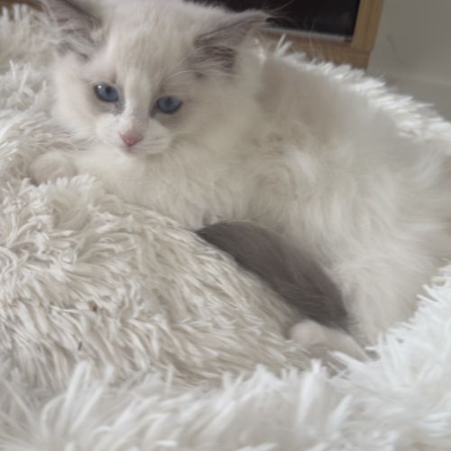 Chatons ragdoll
