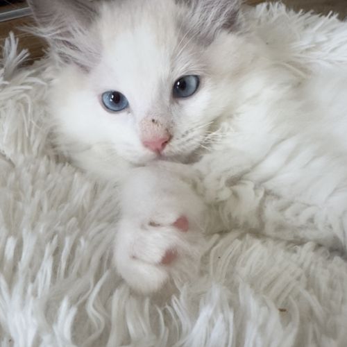 Chatons ragdoll #3