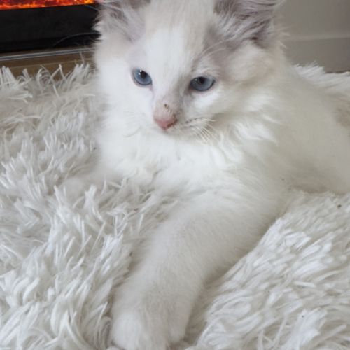 Chatons ragdoll #4