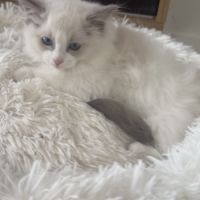 Chatons ragdoll