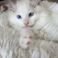 Chatons ragdoll #3